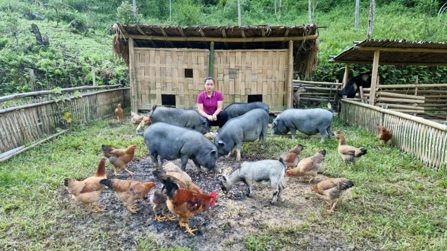 How To Animal Care & Gardening In Farm | Lý Thị Ca
