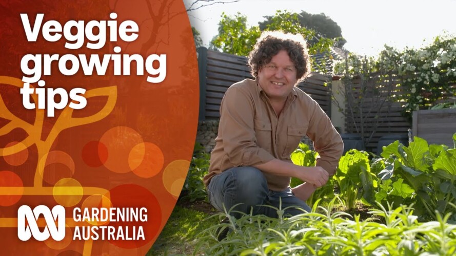 How to maximise your vegetable gardens produce year-round 🍅🍆🥒🥕 | Gardening 101 | Gardening Australia
