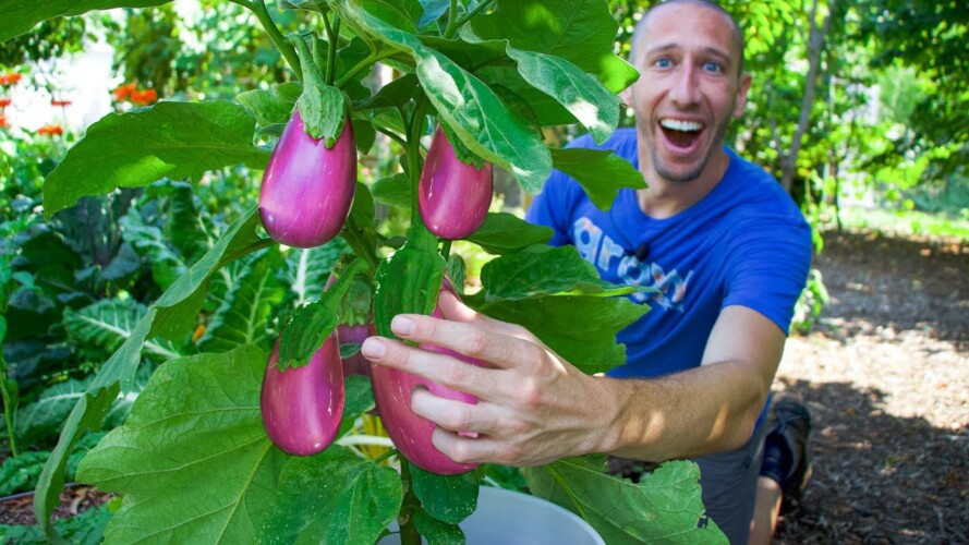 How to Grow Eggplant in Containers, Complete Growing Guide