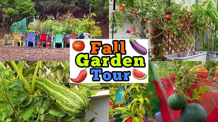 How to Grow a Fall Garden, TIPS on Container Gardening Vegetables Tomatoes Squash Collard Cucumbers