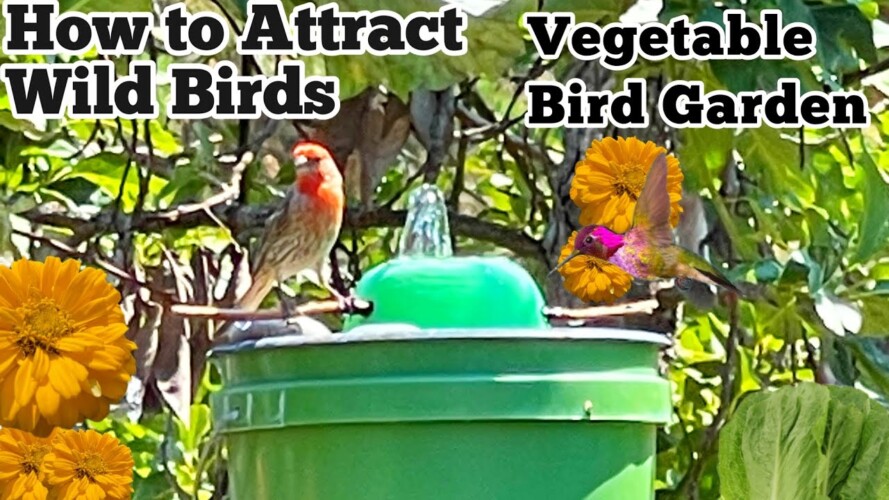 Hummingbirds ❤️ How to Make a Bird Garden with Solar Fountain, Birdbath, Flowers Vegetable Gardening