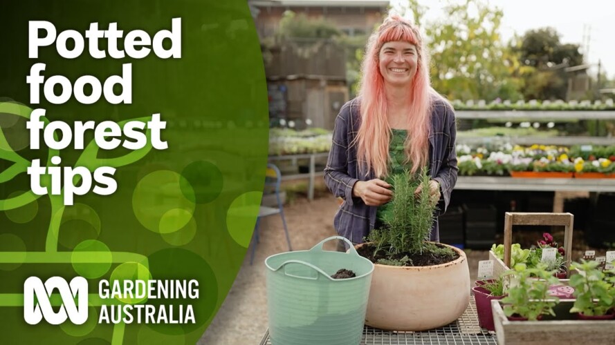 How to make a potted food forest for small spaces | DIY Garden Projects | Gardening Australia