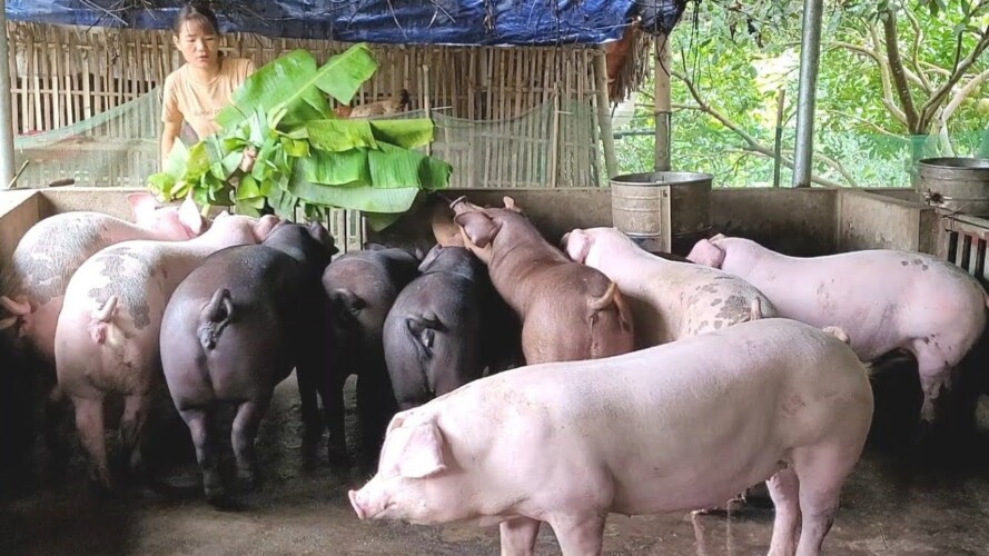 Caring for pigs, gardening and growing vegetables.  (Episode 84).