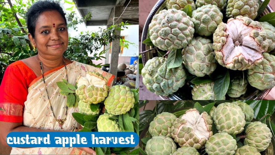 Custard apple harvest | సీతాఫలం హార్వెస్ట్  | #gardening #organicfarming #fruit #custardapple