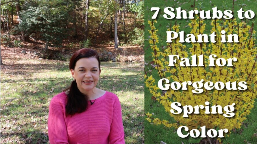7 Shrubs to Plant in Fall for Beautiful Spring Color | Gardening with Creekside