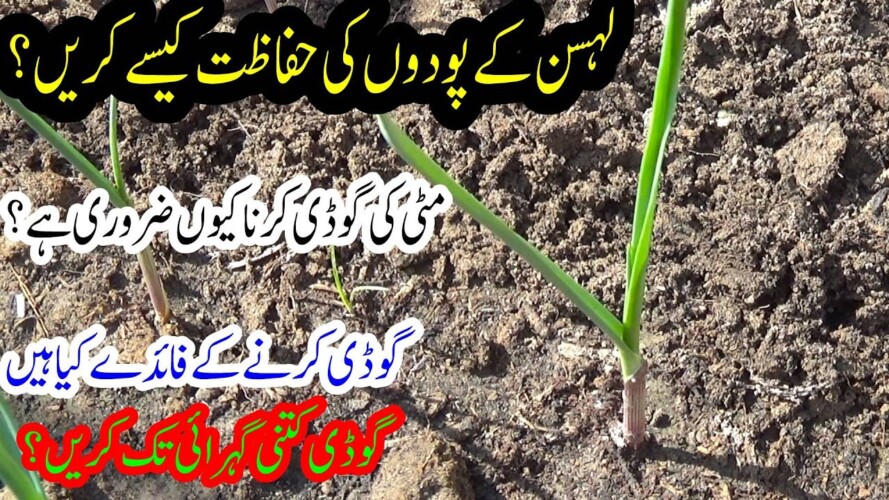 Garlic Plant Growing Tips | Lehsan Plants Ki Hifazat Kese Krain | Kitchen Gardening