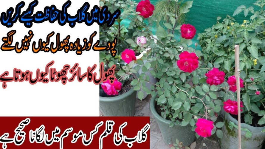 How Do You Take Care of a Winter Rose | How Do You Prepare Your Rose Bushes for Winter | Izhar Ahmad