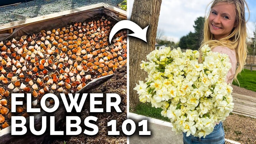How to Plant Spring Flower Bulbs for Total Beginners