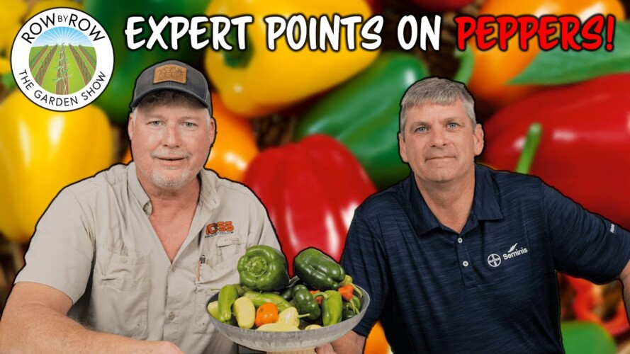 Expert Pepper Gardening Tips
