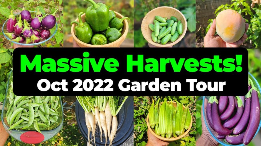 Gardening : Massive Harvests in October 2022 - California Gardening