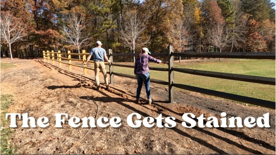 We Got the Fence Stained | Gardening with Creekside