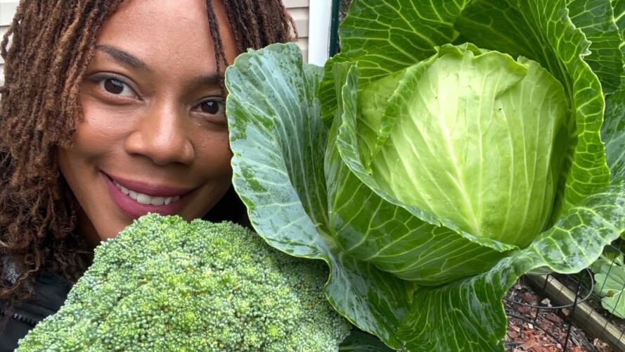 First Brassica Harvest Of The Season On The Homestead Fall Gardening Ideas