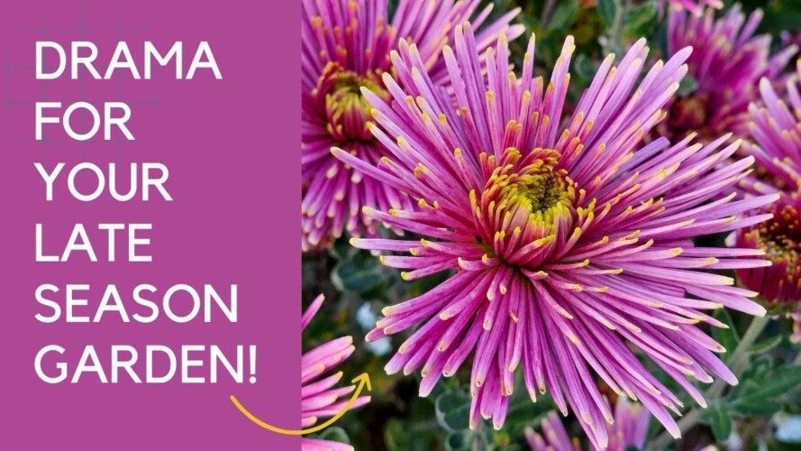 How to grow hardy chrysanthemums - they're much easier than you think!