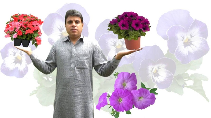 Winter Flowers Gardening | Sardi Ke Phool Ke Paudhe | Flowers Name | Flowers for Winter Season