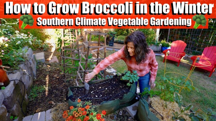 How to Grow Broccoli in the Winter🥦/Southern Climate Vegetable Gardening