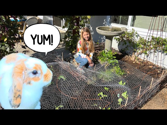 Bunny Salad Bar! 🐰😆 :: Zone 9b Cool Season Vegetable Garden :: Gardening With Kids!