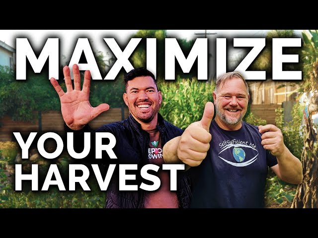 5 Easy Tips To Harvest MORE From Your Garden (with @Self Sufficient Me)