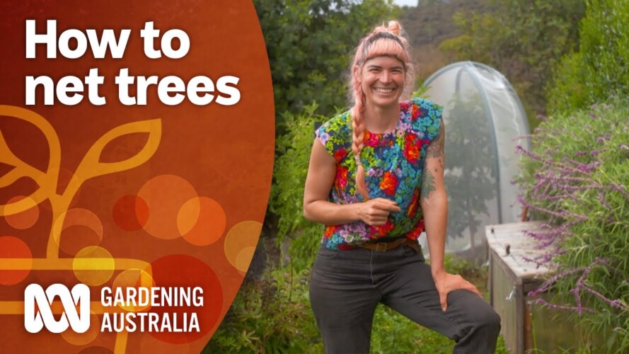How to net fruit trees to protect your produce | Gardening 101 | Gardening Australia