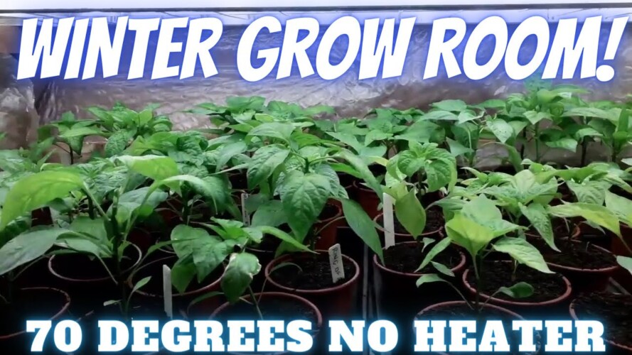 Grow Room With No Heater [Gardening Allotment UK] [Grow Vegetables At Home ]