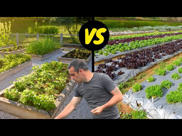 Raised Bed Gardening Vs Growing in the Ground