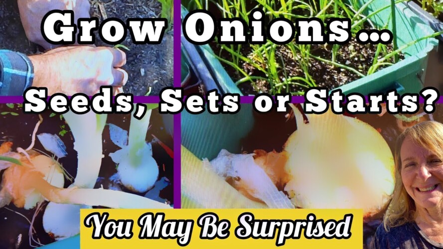 How to Plant & Grow ONIONS Best Growing Method Seeds, Starts or Sets, TIPS for Container Gardening