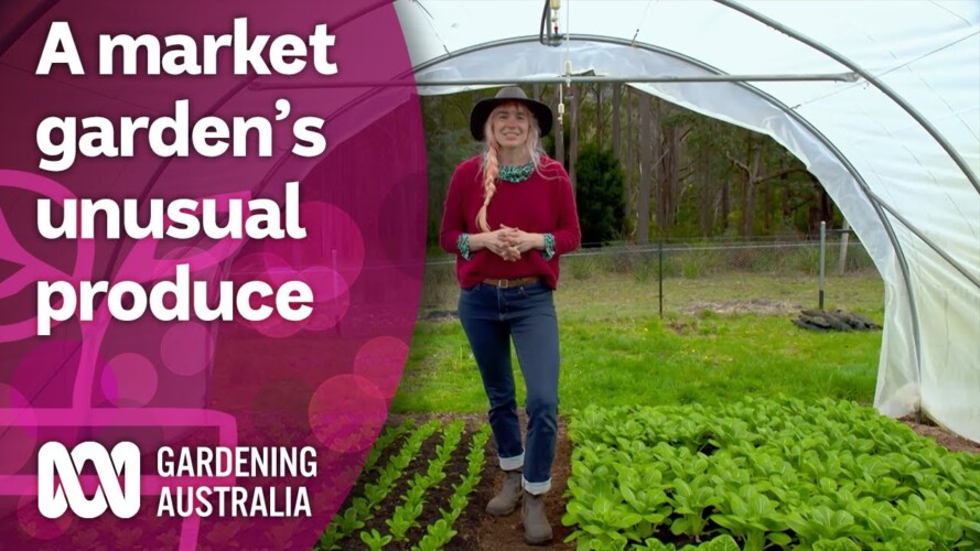 A market garden producing heirloom and unusual vegetable varieties | Discovery | Gardening Australia