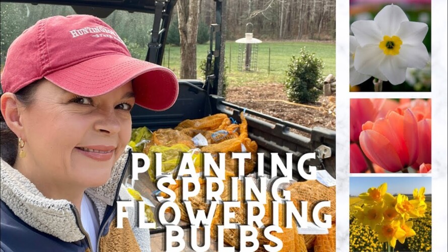 Planting Daffodils, Tulips & Other Spring Flowering Bulbs | Gardening with Creekside