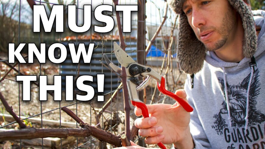 How to Prune Grapes for Trellis and Arbor, Spur Prune and Cane Prune
