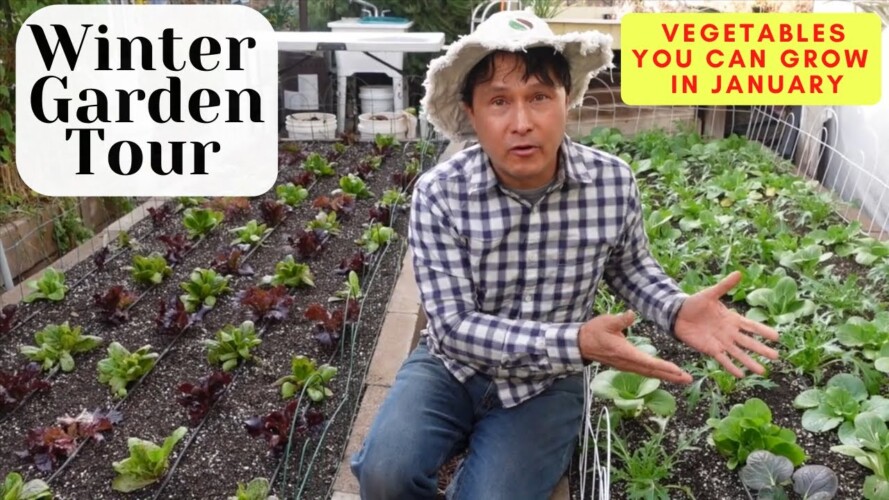 You Can Grow Food in the Winter! January Vegetable Garden Tour