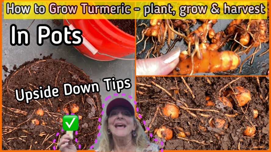 How to Grow a Ton of Turmeric in 1 Square Foot, TIPS Growing, Harvest, SMALL Space Contain Gardening