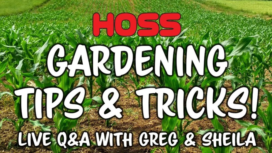 Tips & Tricks For Gardening In January | LIVE