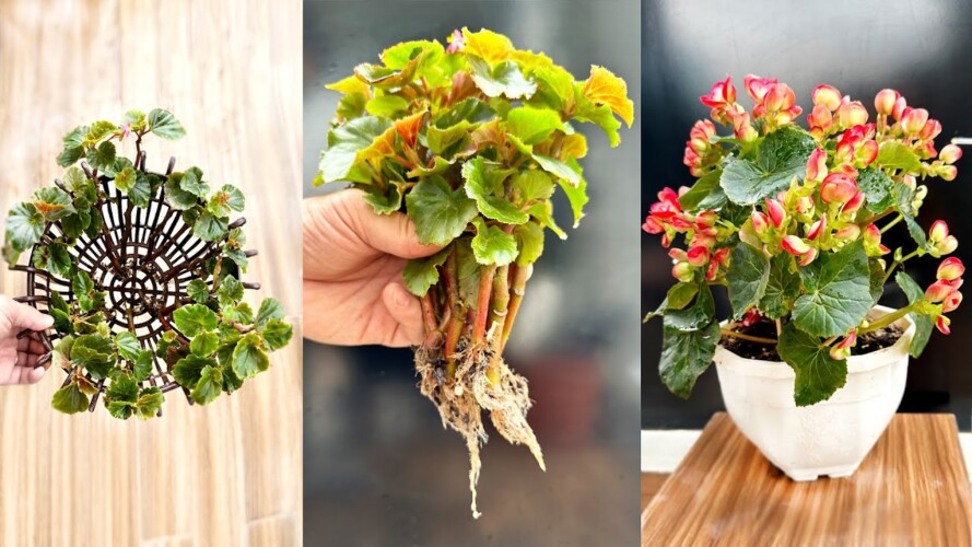 Very interesting gardening ideas. Begonia flowers beautiful brilliant in four seasons