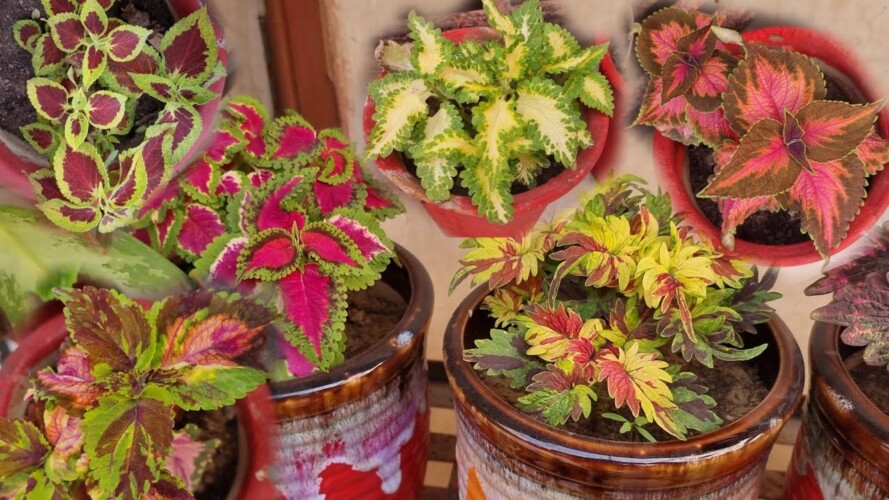Colorful Coleus Varieties for The Garden || All About Coleus Plant - Beautiful Plant for Home Garden
