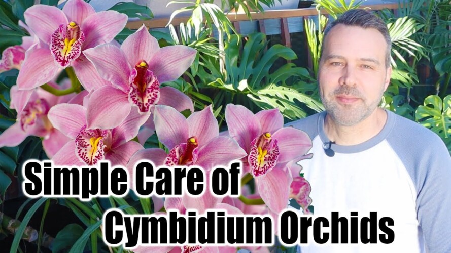 How to Grow and Care for Cymbidium Orchids