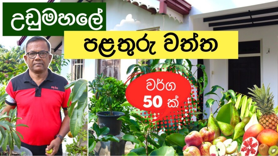 දේශීය විදේශිය පළතුරු ගෙවත්ත | Fruit Plants | Rooftop Gardening | Ceylon Agri | Episode 317