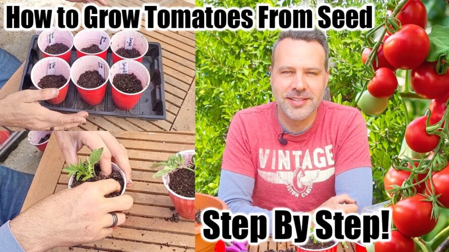 How to Grow Tomatoes at Home From Seeds