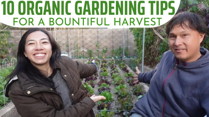10 Organic Gardening Tips for a Bountiful Harvest