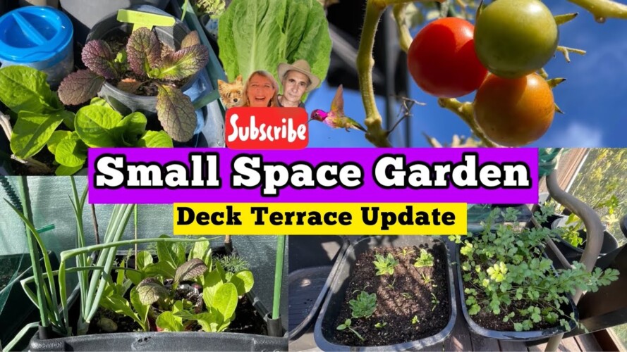 Small Space Vegetable Garden HOW TO GROW Epic Food-Terrace Balcony Patio Deck Container Gardening