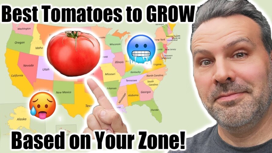 Best Tomato to Grow in YOUR Zone