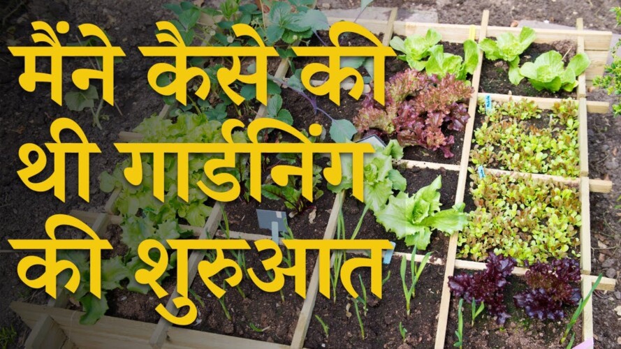मैंने कैसे की थी गार्डनिंग की शुरुआत!  How To Start Terrace Gardening India