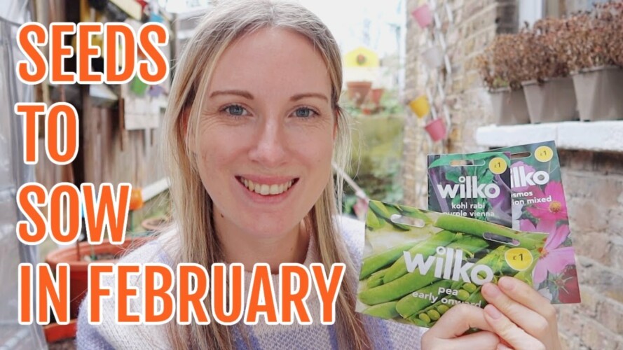 SEEDS TO SOW IN FEBRUARY 2023 / ALLOTMENT GARDENING FOR BEGINNERS