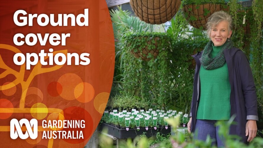 Native groundcover plant options for every garden environment | Gardening 101 | Gardening Australia