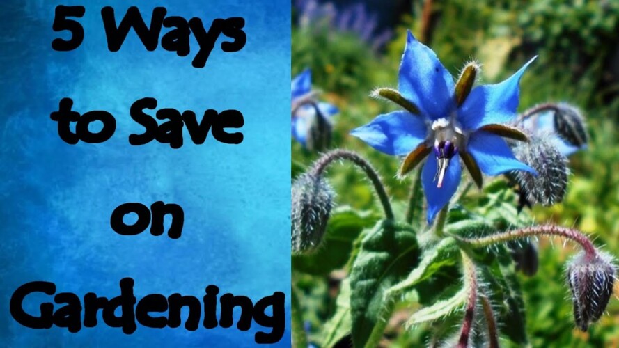 5 Ways to Save on Gardening