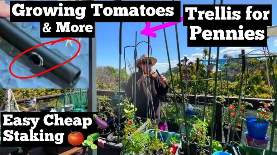 CHEAP Trellis How to Grow Tomatoes in SMALL SPACE, Ways to Make a Tomato Cage Stake Container Garden