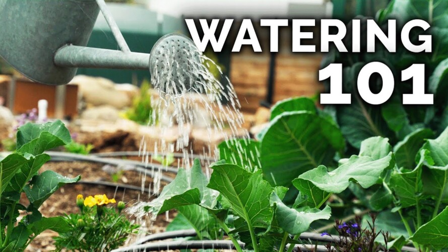 7 Tips to Water Your Garden Perfectly 🌻🚿