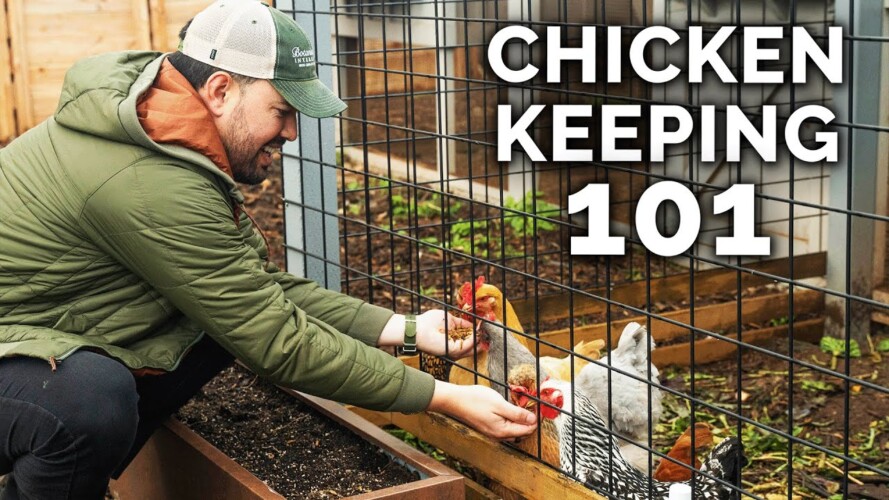Watch This BEFORE You Keep Chickens 🐔