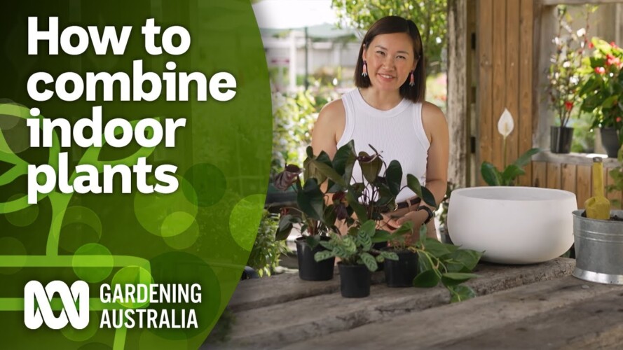 Maximise space by combining indoor plants in one pot | Indoor Plants | Gardening Australia