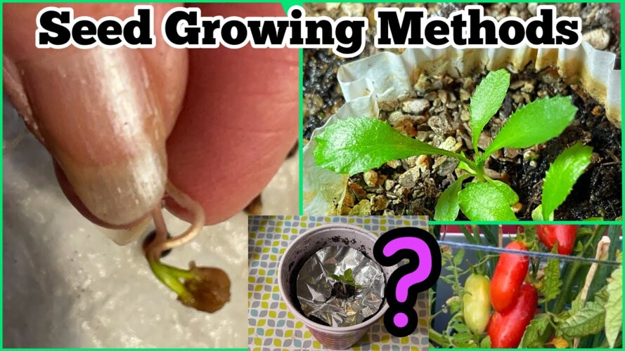 These Starting Seeds Indoors EASY Techniques Will Changed Your GARDENING Life for a Growing Success