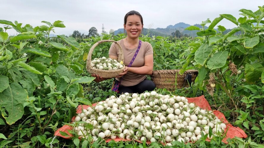 Harvest White Ca Garden Goes to the market to sell - Gardening - Farm | Trieu Mai Huong