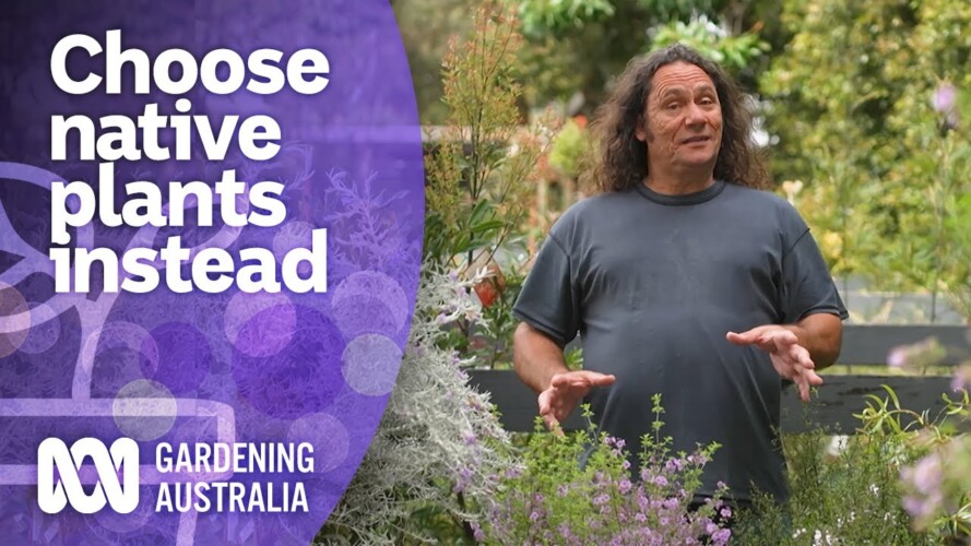 Try planting these native plants instead of weeds | Australian native plants | Gardening Australia